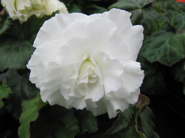 Knolbegonia wit