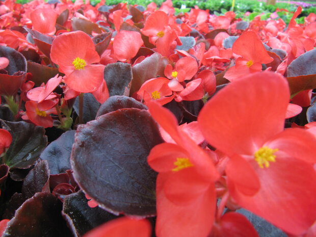 Begonia - rood (donkerblad)