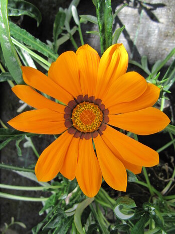 Gazania - mix