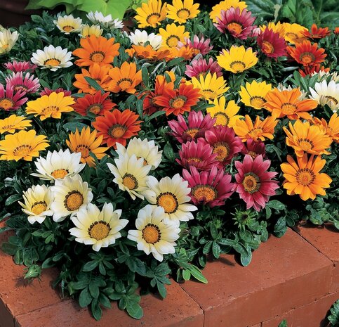 Gazania - mix