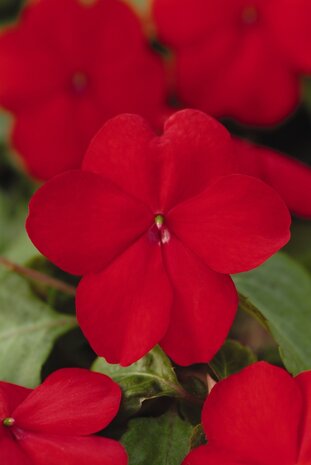 Impatiens - rood