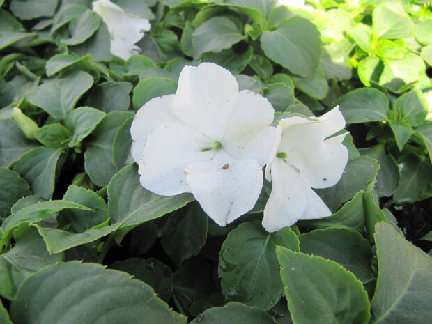 Impatiens - wit