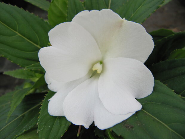 Impatiens - wit