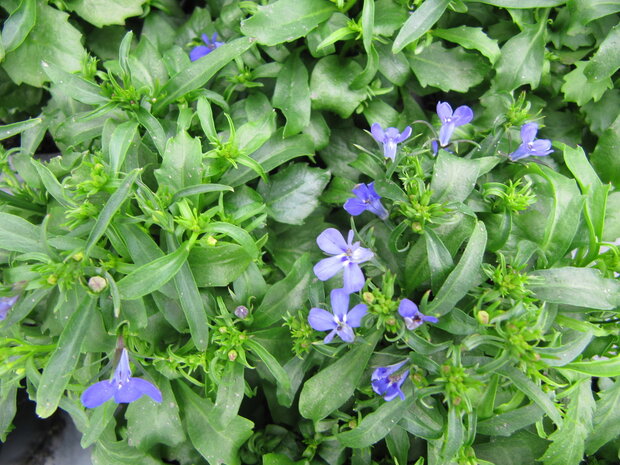 Lobelia - blauw (knop!)