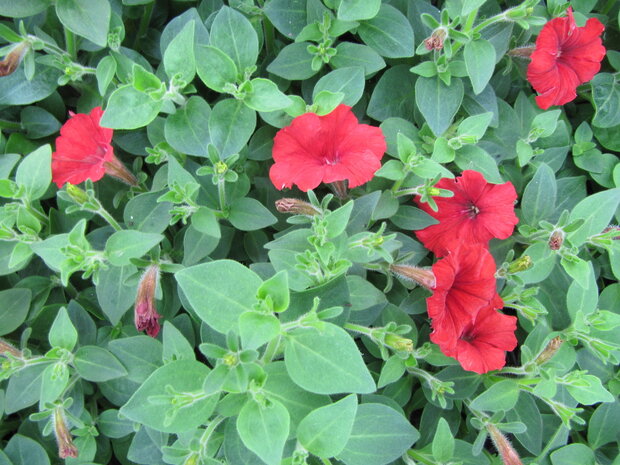 Petunia kleinbl. - rood