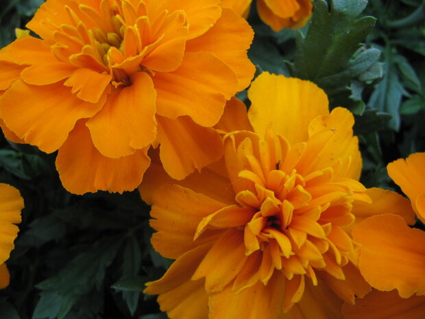 Tagetes - oranje