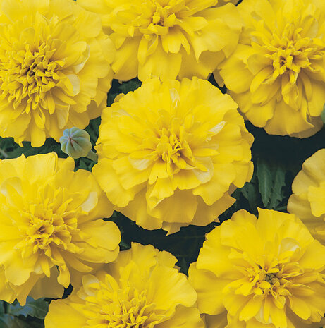 Tagetes - geel