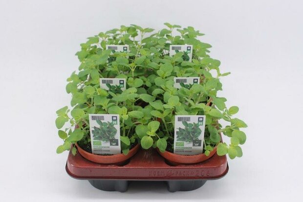 Oregano (12 cm) BIO