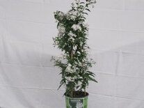 Solanum wit (19 cm pot)