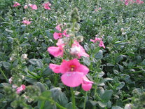 Diascia - roze