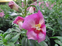 Antirrhinum - roze