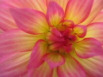 Dahlia - zalm/geel