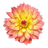 Dahlia - zalm/geel