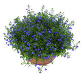 Lobelia - donkerblauw