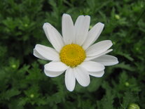 Chrysanthemum - wit