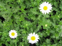 Chrysanthemum - wit