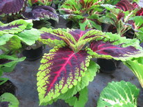 Coleus - bont