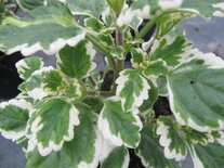 Plectranthus - bont blad