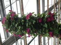 Flowerbag impatiens