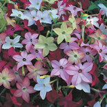 Nicotiana - mix