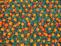 Tagetes - bont 