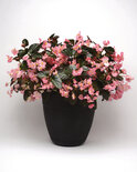 Begonia - roze (donkerblad)