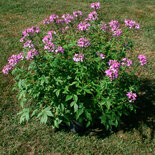 Cleome - roze