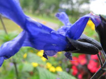 Salvia Black & Bloom - blauw