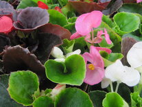 Begonia - gemengd (licht- en donkerblad)