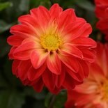 Dahlia - oranje met geel hart