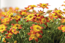 Bidens - geel met rood