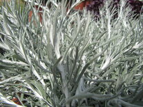 Helichrysum - Silver Carpet