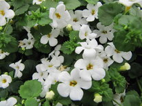 Sutera (bacopa) - wit