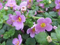 Sutera (bacopa) - roze