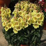 Antirrhinum - geel 