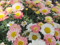 Argyranthemum - abrikoos