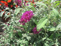 Buddleja -magentapaars (VP)