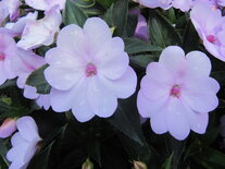 Impatiens NW G. - lavendel