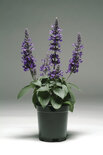 Salvia Mystic Spires - blauw 