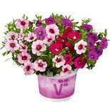 Trio Calibrachoa