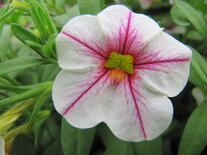 Hangpot 25 cm: Calibrachoa