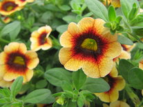 Hangpot 25 cm: Calibrachoa