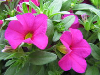 Hangpot 25 cm: Calibrachoa