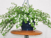 Hangpot 25 cm: Sutera (bacopa)