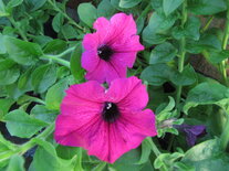 Hangpot 27 cm: Petunia