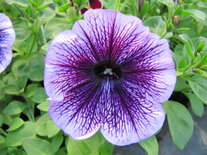 Hangpot 27 cm: Petunia