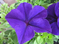 Hangpot 27 cm: Petunia