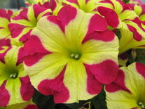 Hangpot 27 cm: Petunia