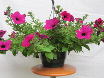 Hangpot 27 cm: Petunia