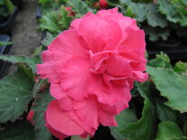 Roze (lichtbladig)